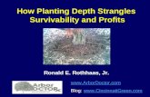 How Planting Depth Strangles  Survivability and Profits