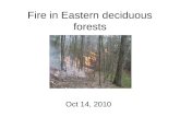 Fire in Eastern deciduous forests