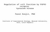 Regulation of cell function by FGFR3 receptor  tyrosine kinase