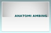 ANATOMI AMBING