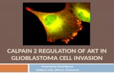 Calpain  2 regulation of  Akt in  glioblastoma  cell invasion