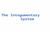 The Integumentary       System