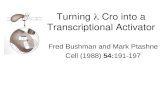 Turning    Cro into a Transcriptional Activator