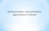Deforestation and intensive agriculture in Brazil