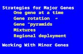 Strategies for Major Genes One gene at a time Gene rotation Gene  “ pyramids ” Mixtures