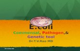 E.coli Commensal ,  Pathogen ,&  Genetic tool