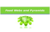Food Webs and Pyramids