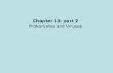 Chapter 13: part 2 Prokaryotes and Viruses
