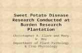 Sweet Potato Disease Research Conducted at Burden Research Plantation