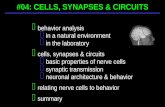 behavior analysis  in a natural environment  in the laboratory  cells, synapses & circuits
