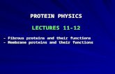 PROTEIN PHYSICS LECTURES 11-12
