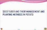 SEED TUBER AND THEIR MANAGEMENT AND PLANTING METHODS IN  POTATO