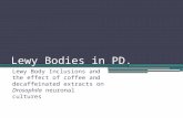 Lewy  Bodies in PD.