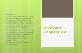Protists Chapter 20