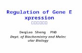 Regulation of Gene Expression 基因表达调控