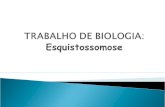 TRABALHO DE BIOLOGIA:  Esquistossomose
