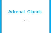 Adrenal   Glands