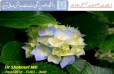 Dr  Shakouri  MD Physiatrist - TUMS - IRAN