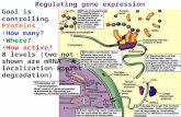 Regulating gene expression Goal is  controlling  Proteins How many? Where? How active?