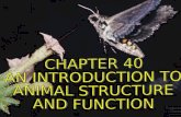 CHAPTER 40 AN INTRODUCTION TO  ANIMAL STRUCTURE  AND FUNCTION