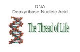 DNA Deoxyribose Nucleic Acid