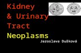 Kidney  & Urinary Tract  Neoplasms