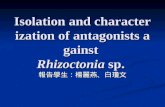 Isolation and characterization of antagonists against  Rhizoctonia  sp.
