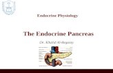 Endocrine Physiology The Endocrine Pancreas