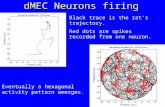 dMEC Neurons firing