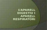 Lâ€™aparell digestiu i aparell respiratori