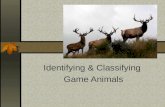 Identifying & Classifying  Game Animals