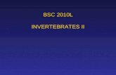 BSC 2010L INVERTEBRATES II