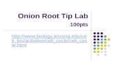 Onion Root Tip Lab 100pts
