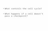 What controls the cell cycle?  What happens if a cell doesn’t pass a checkpoint?