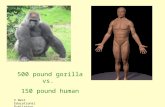 500 pound gorilla vs.  150 pound human