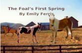 The Foal’s First Spring