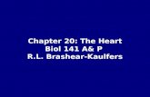 Chapter 20: The Heart Biol 141 A& P  R.L. Brashear-Kaulfers