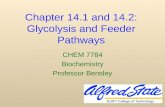 Chapter 14.1 and 14.2:  Glycolysis and Feeder Pathways