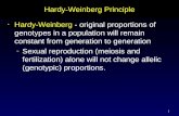 Hardy-Weinberg Principle