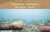 Cambrian explosion Burgess Shale