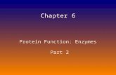 Chapter 6 Protein Function:  Enzymes  Part 2