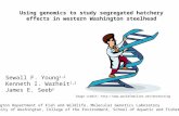 Using genomics to  study segregated hatchery  effects in western Washington steelhead
