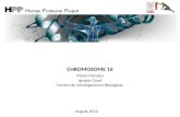 Chromosome 16