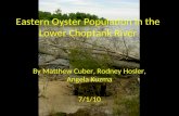 Eastern Oyster Population in the Lower Choptank River