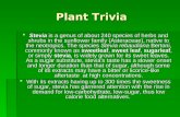 Plant Trivia