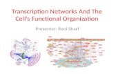 Transcription Networks And The Cell’s Functional Organization