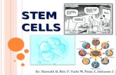 STEM  CELLS
