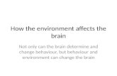 How the environment affects the brain