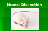 Mouse Dissection