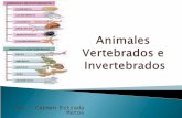 Animales  Vertebrados e  Invertebrados